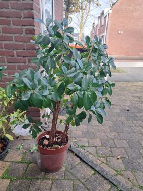 Binnenplant