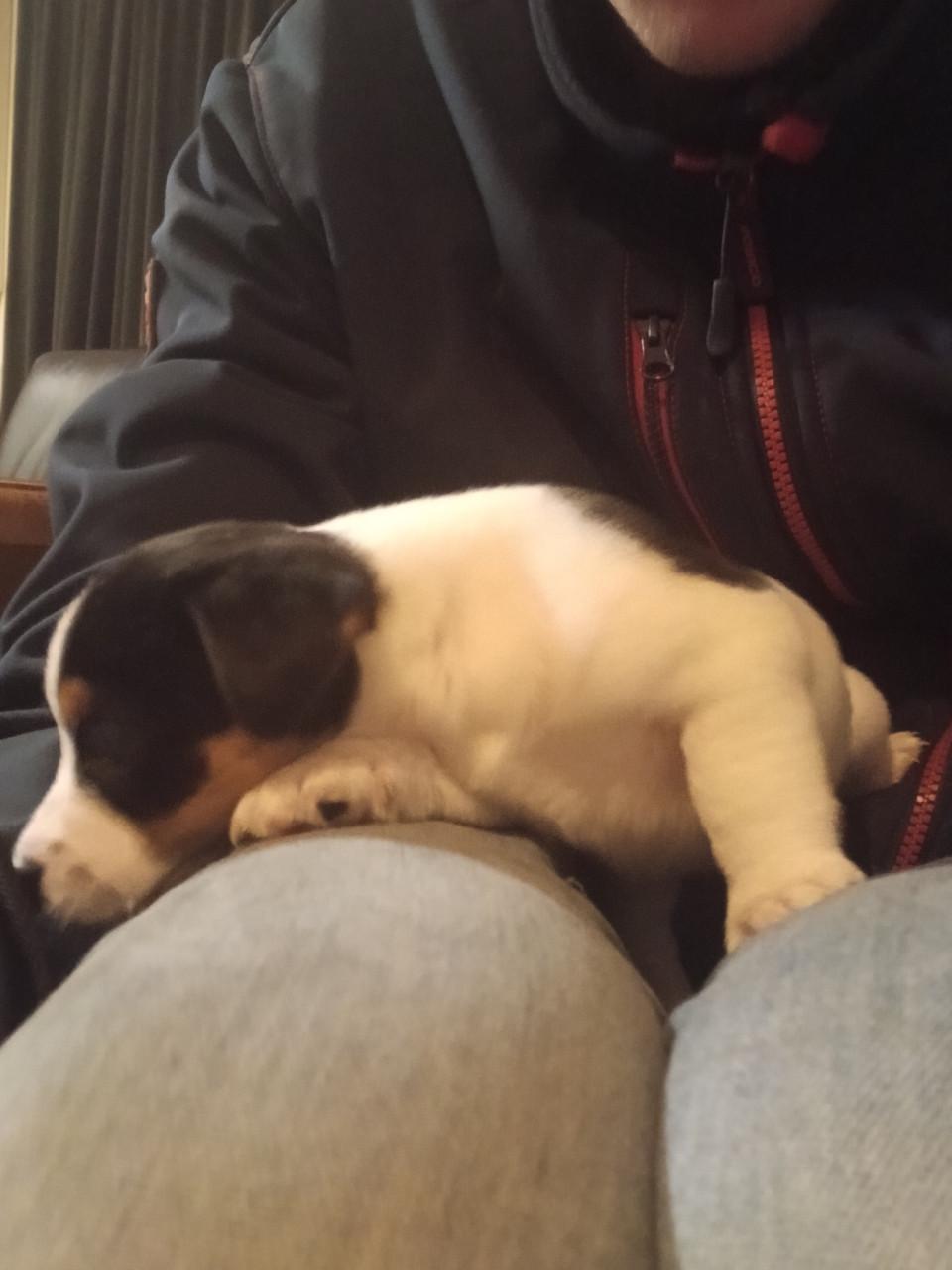 Jack Russel pups te koop