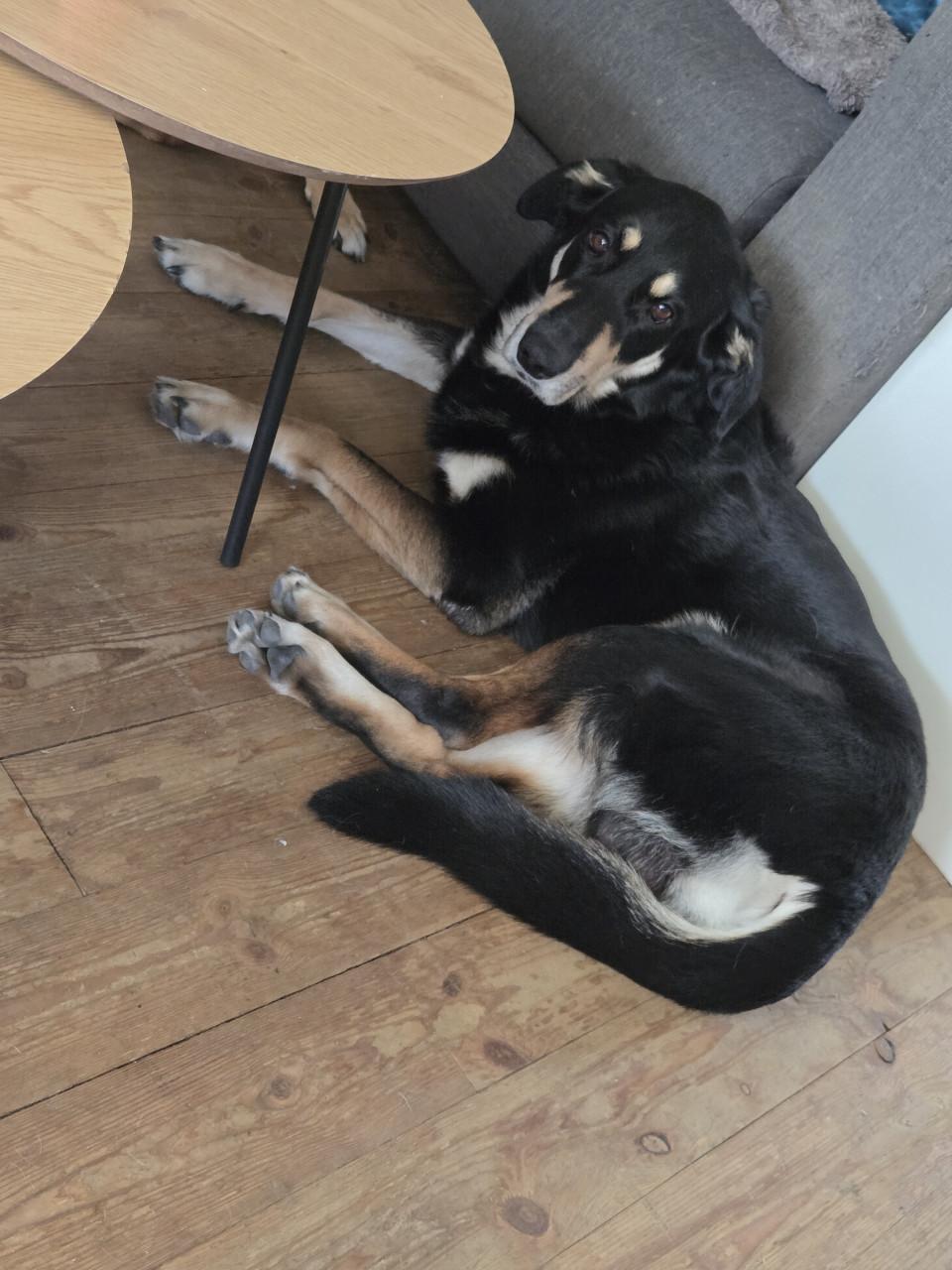 Devil zoekt gouden mandje