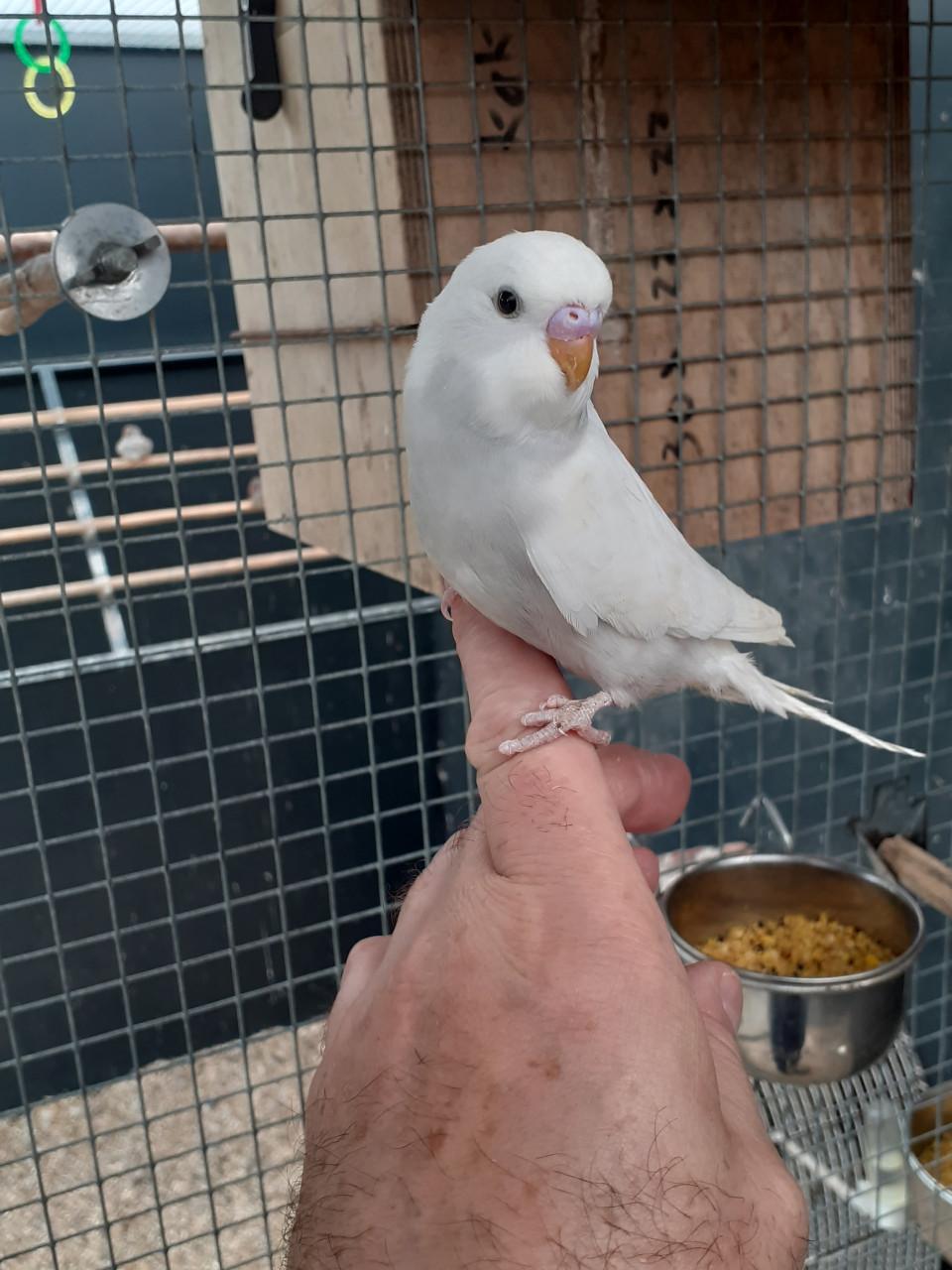 Jonge grasparkieten.