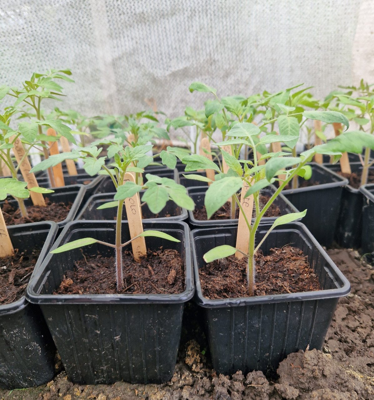 Allerlaatste plantjes - 22x tomaten en 2x paprika