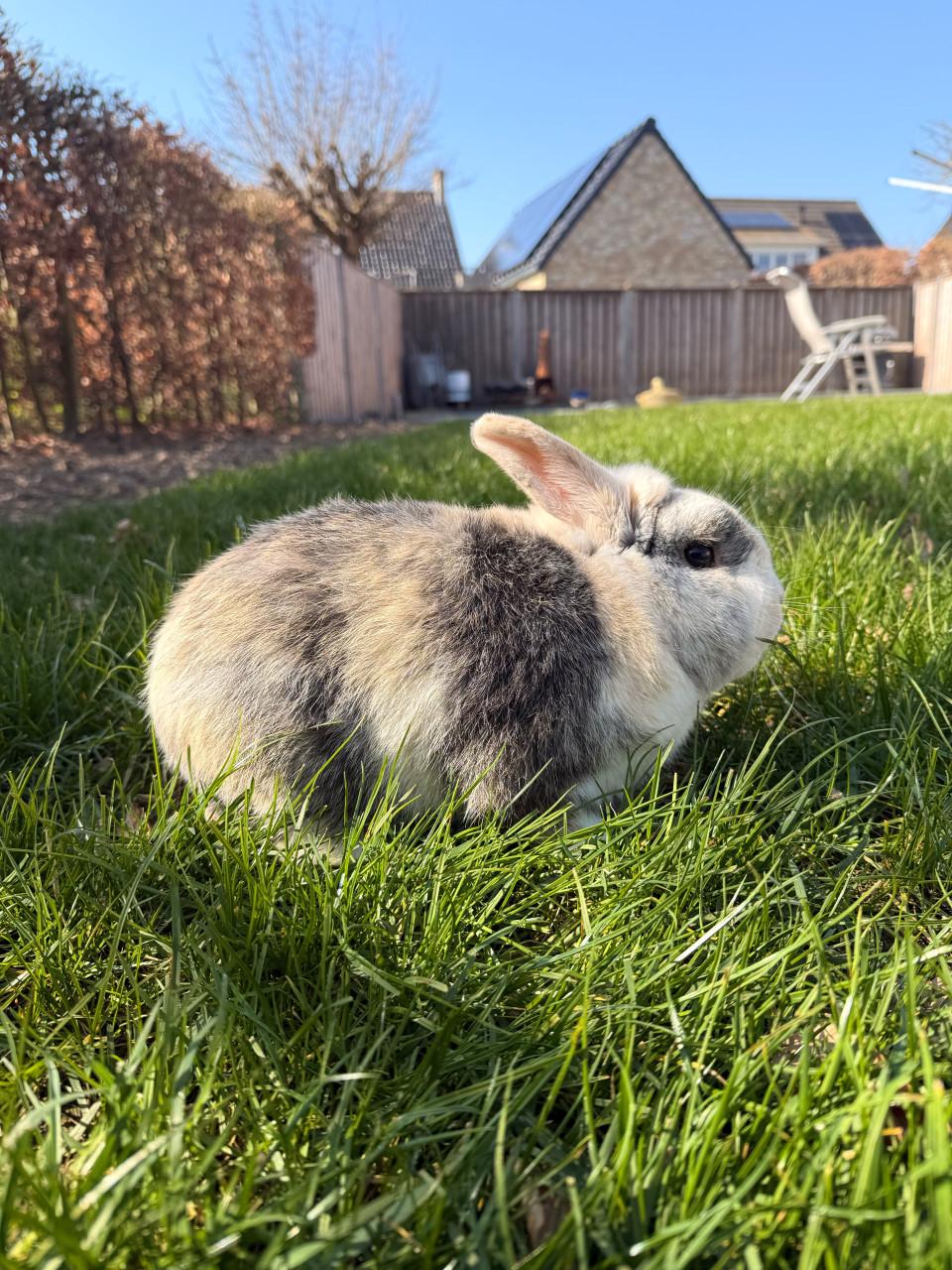 Heel tam mannetjes konijn
