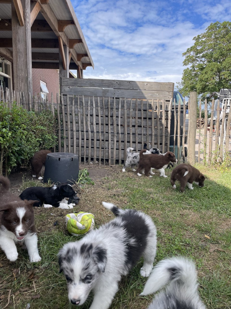 Prachtige pups te koop