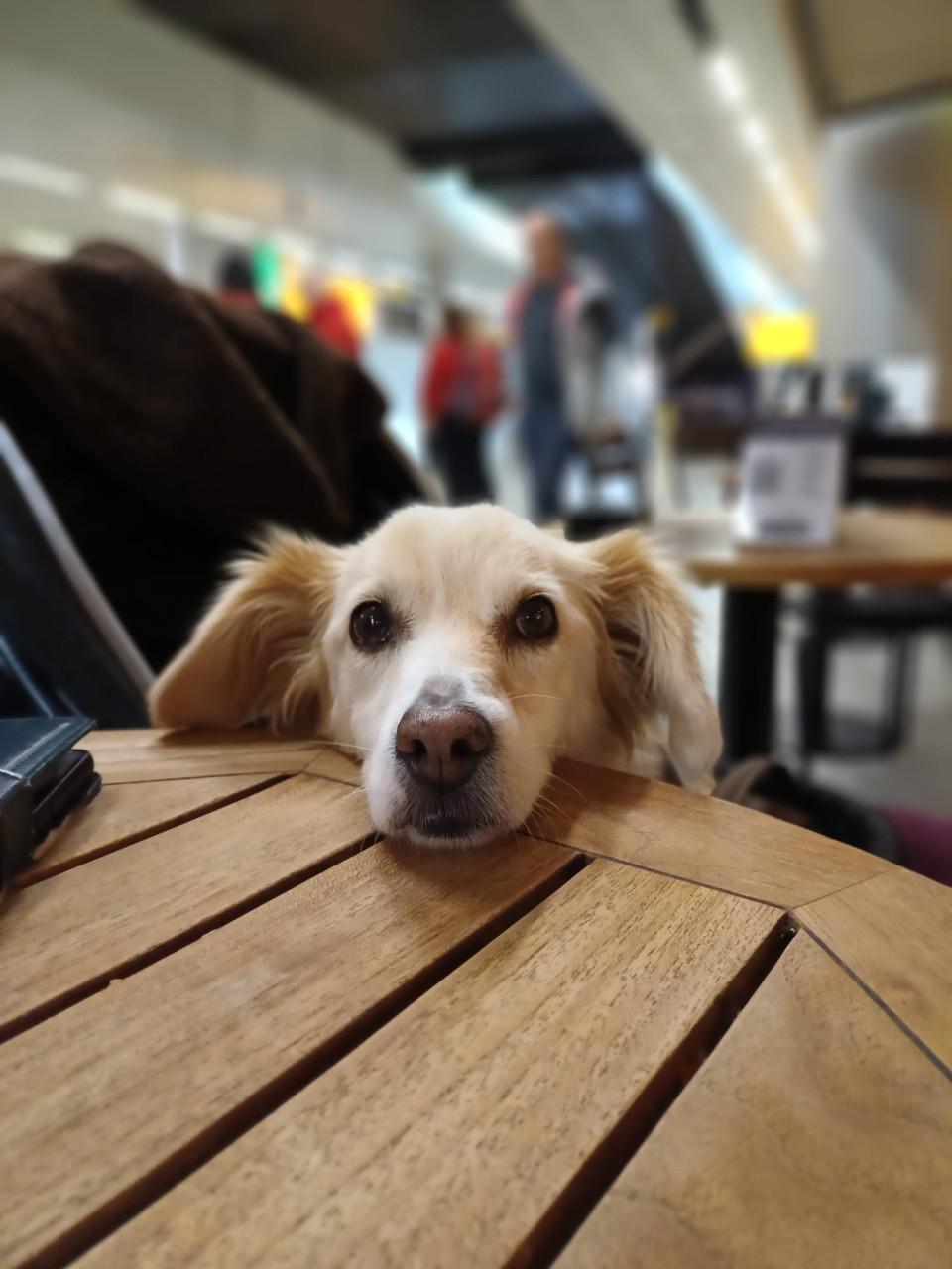 Honden oppas gezocht