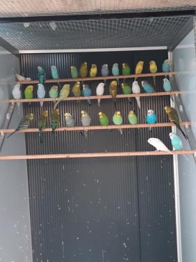 13 december GEEN vogelbeurs, WEL 10% KORTING BIJ DIERTOTAALARJO