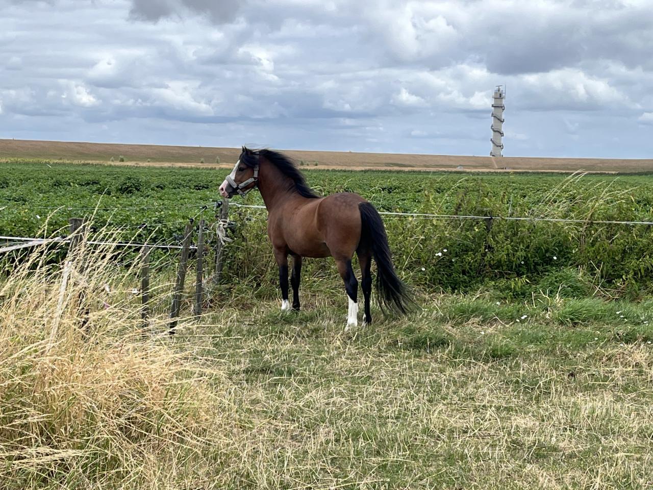 Bruine Welsh A hengst - 3 jaar