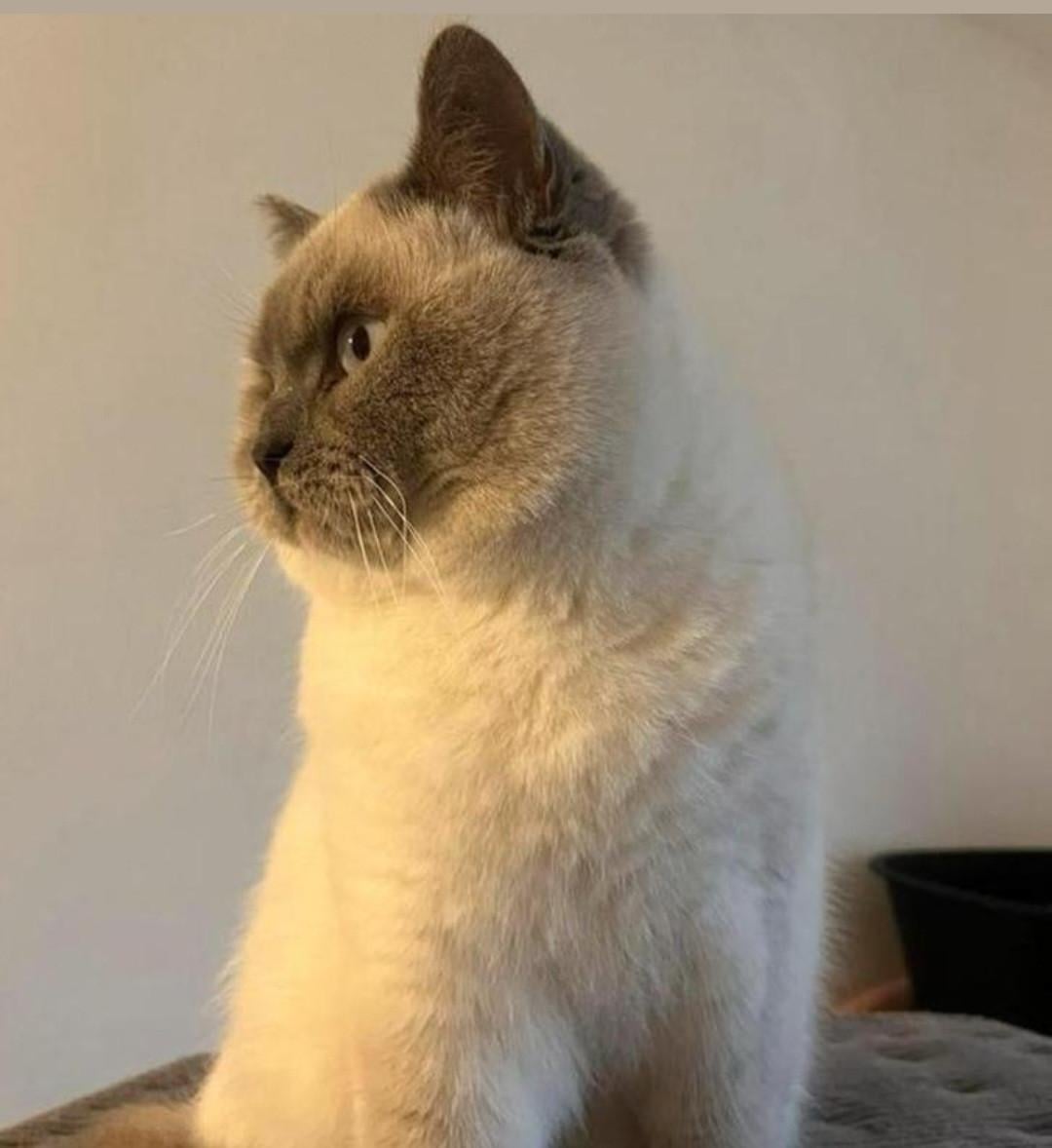 Brits korthaar kittens