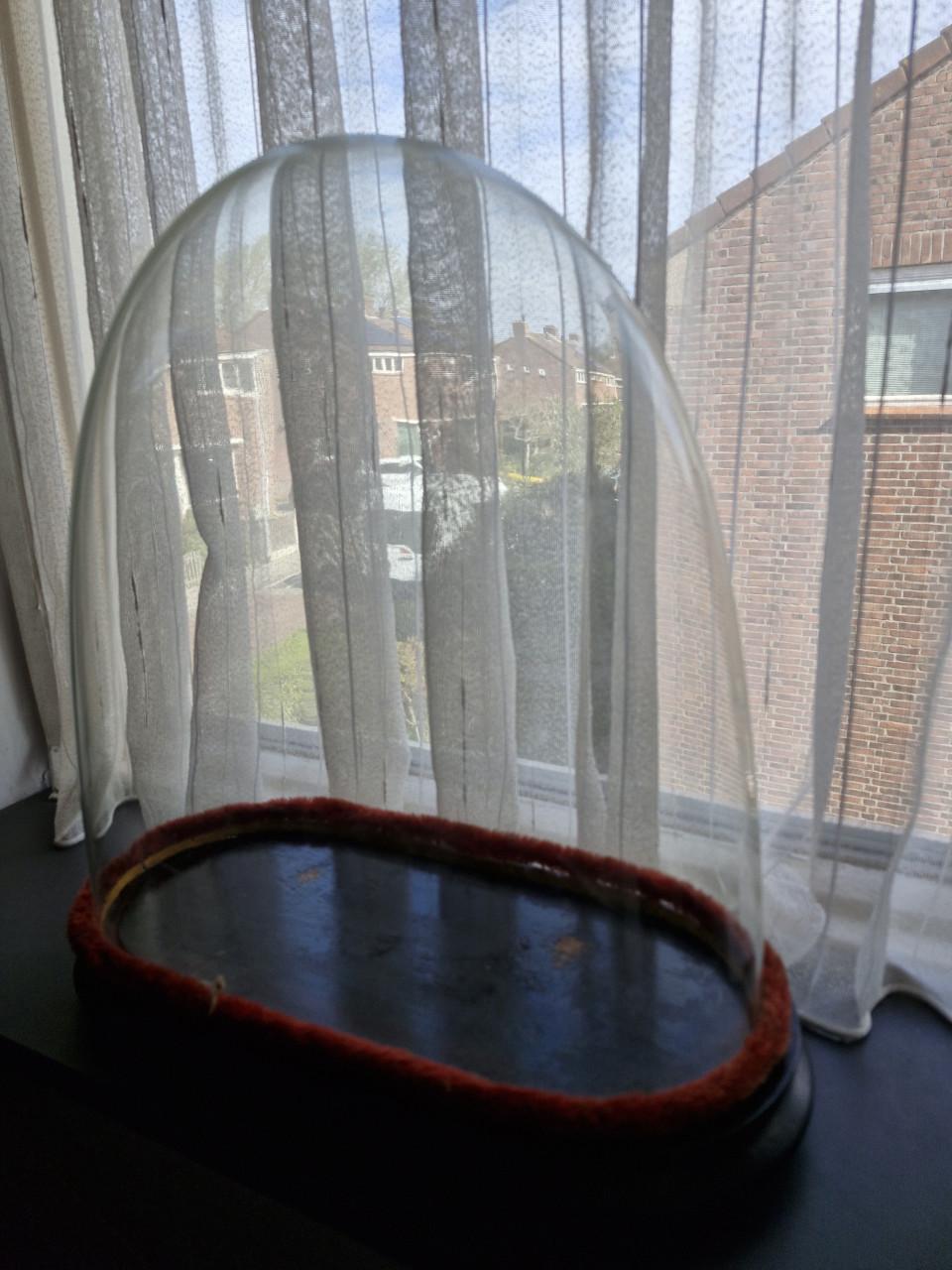 Antieke glazen stolp  puntgaaf