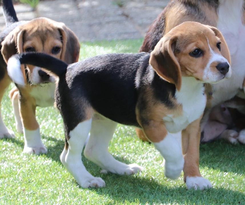 Beagle pups