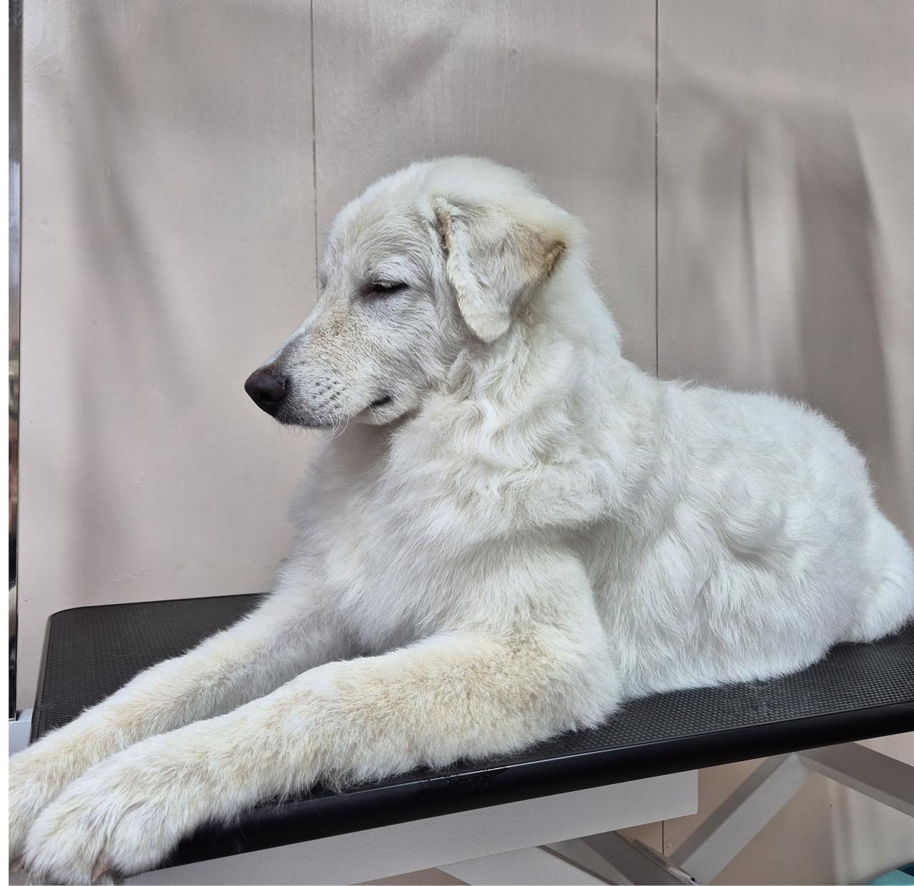 Liefdevolle vachtverzorging voor honden & katten!