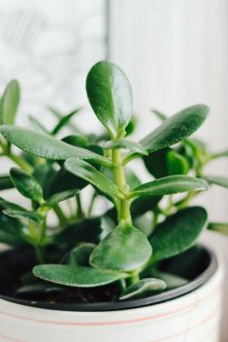 Jadeplant | vetplant | kamerplant
