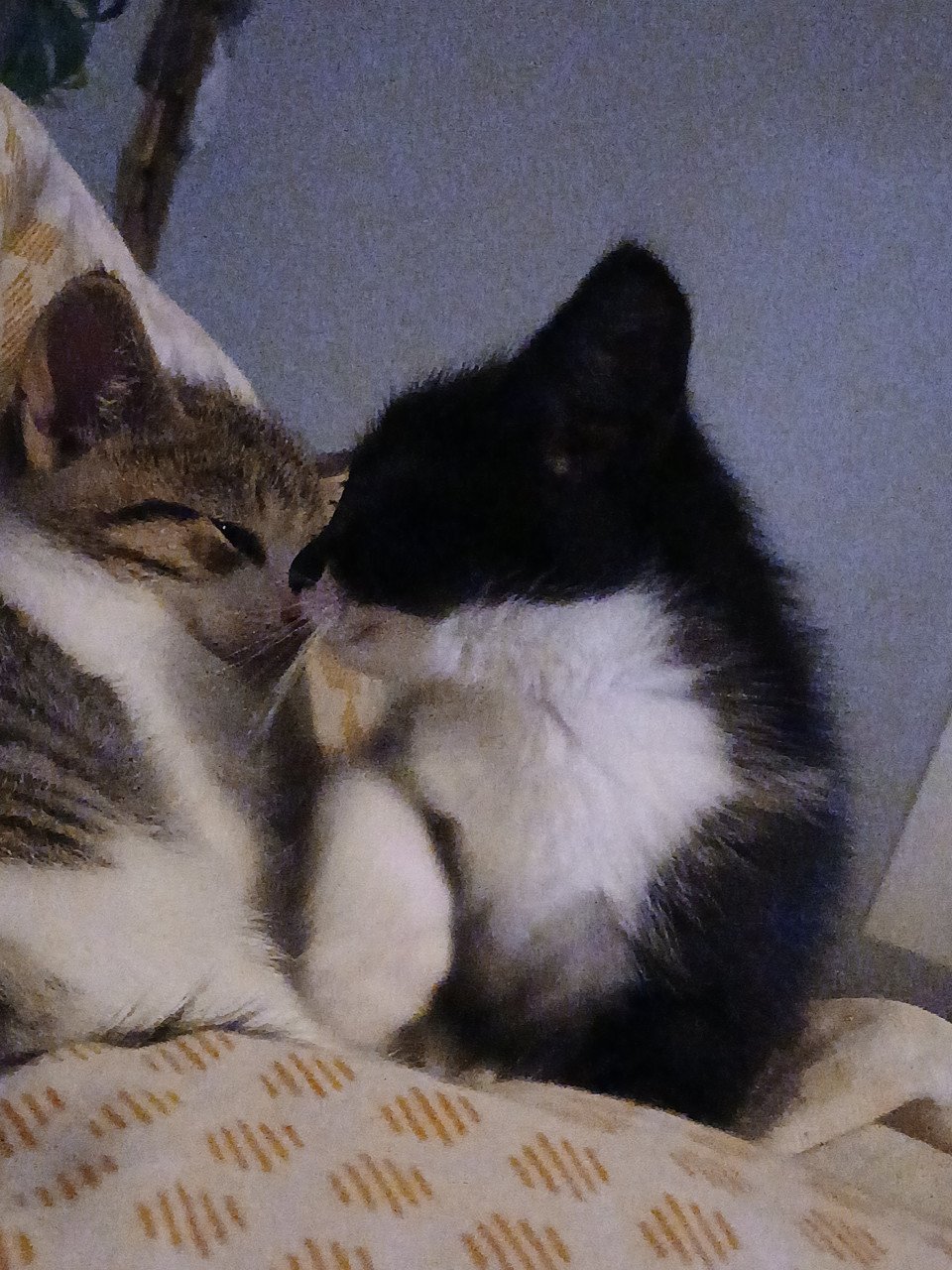 Gratis kittens