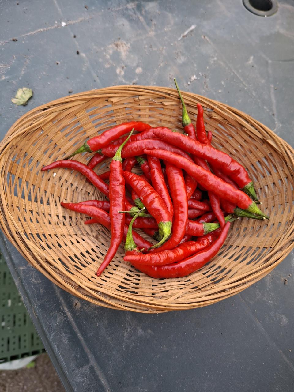 Moestuin zaden