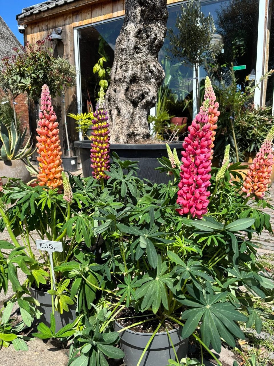 PLANTENKWEKERIJ ‘t GROENE LAND- Moederdagcadeaus