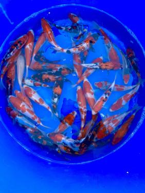 HQ Tosai van Hiroi 18-22cm. Japanse koi WEEKACTIE  €35,-