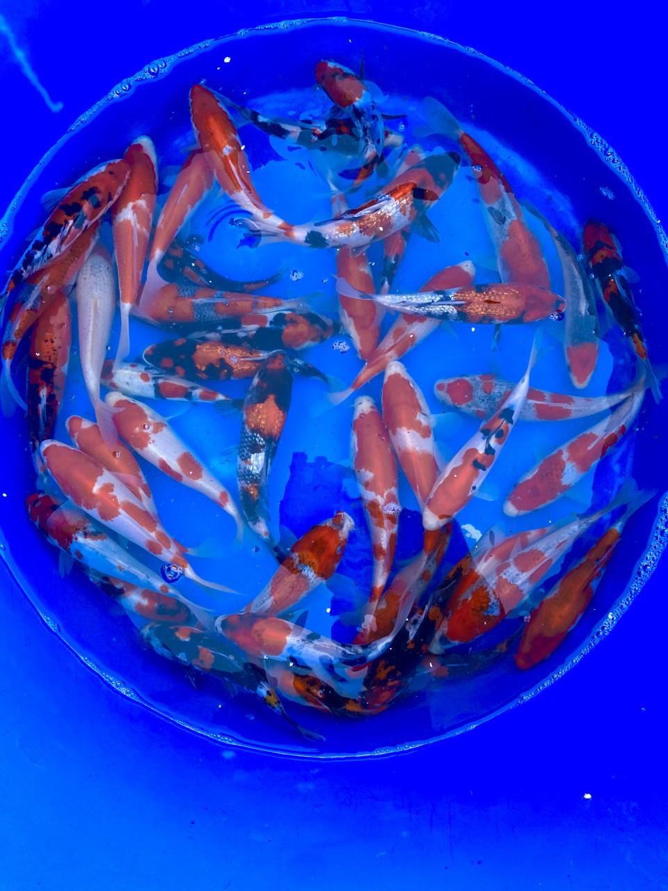 HQ Tosai van Hiroi 18-22cm. Japanse koi WEEKACTIE  €35,-