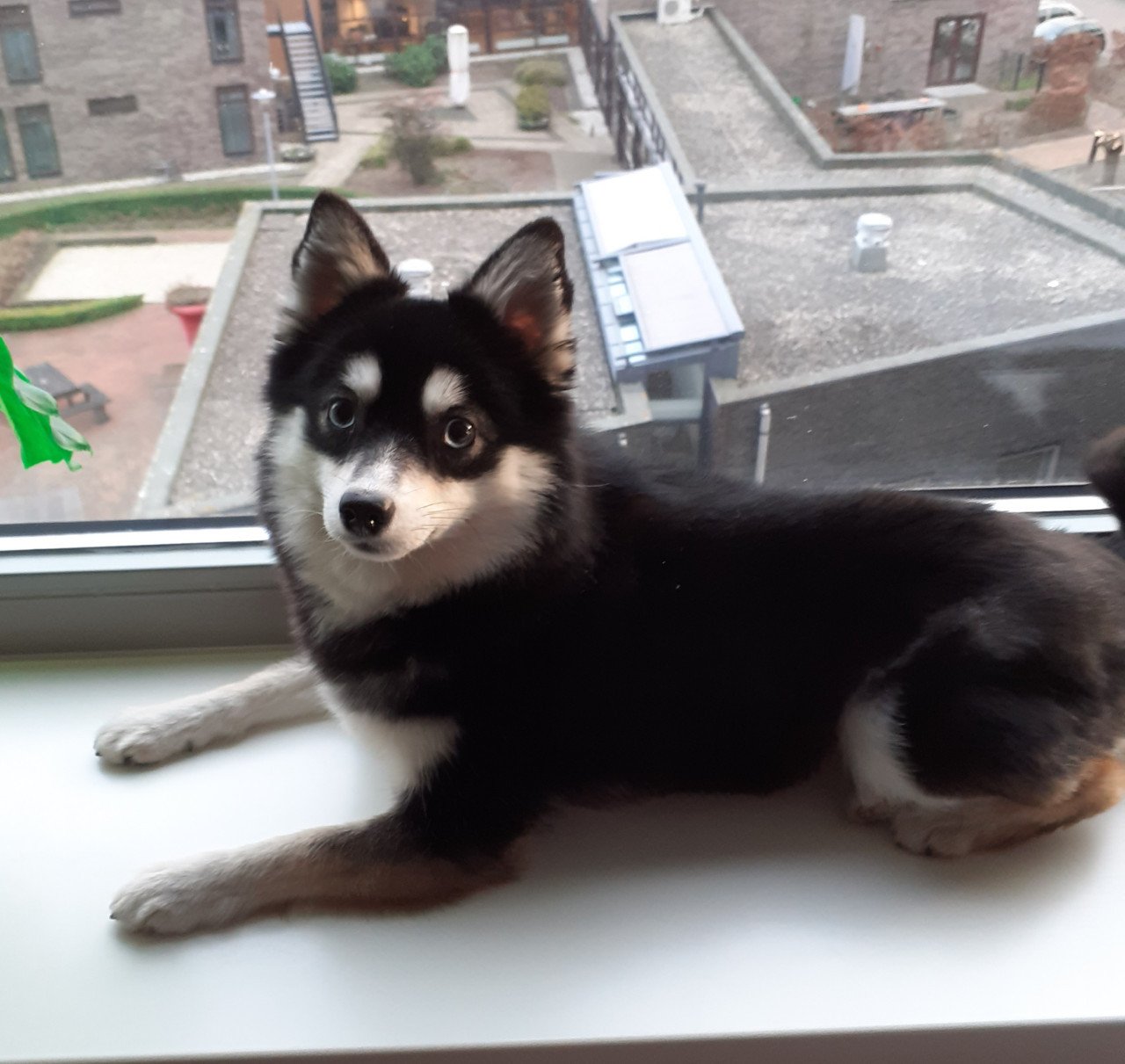Pomsky F2