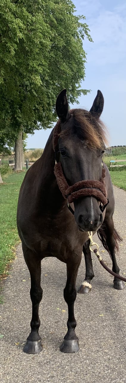 Mooie recreatie pony