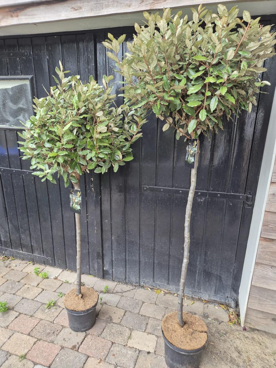 Olijfwilg op stam groenblijvend in diverse maten