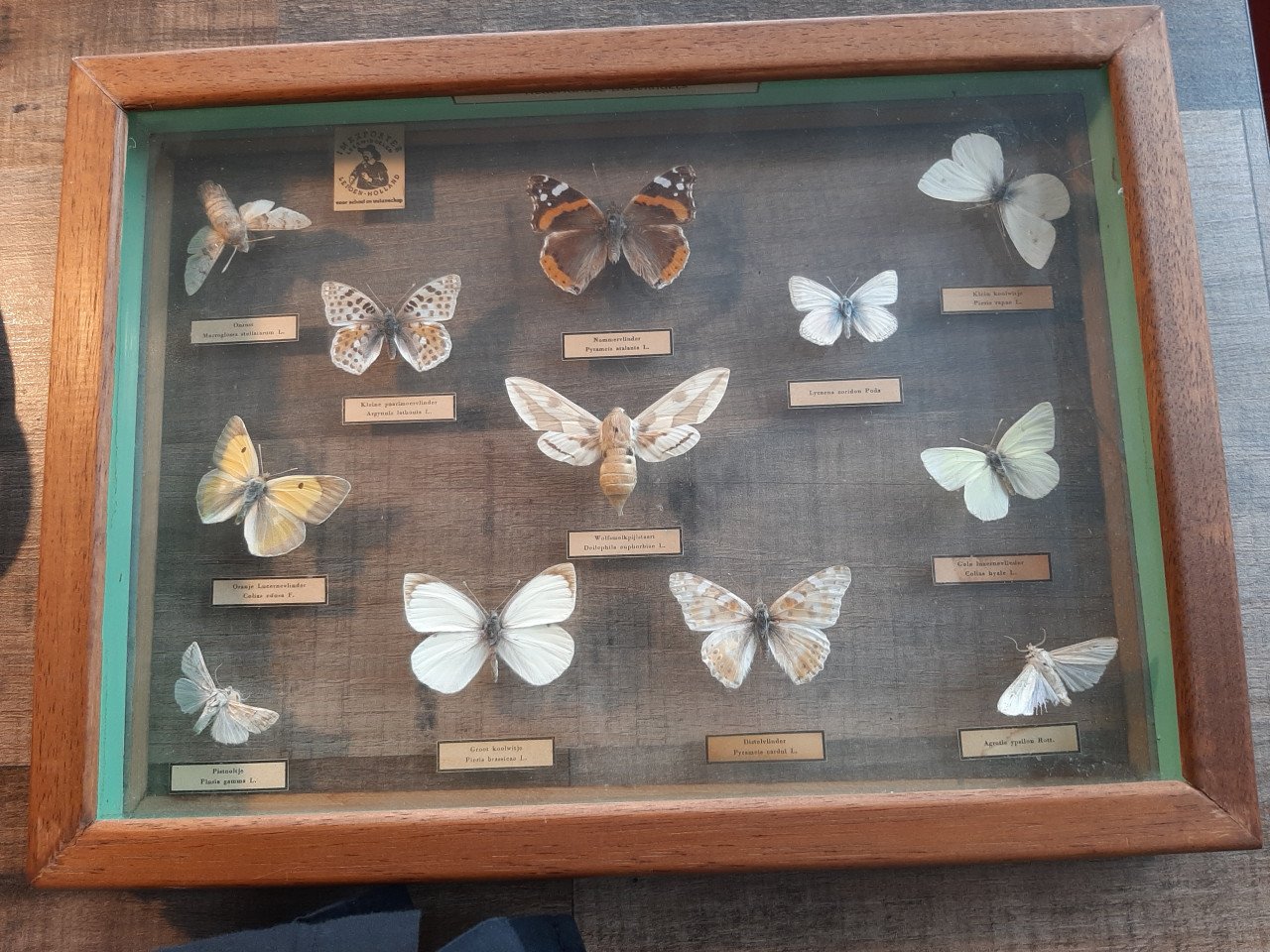 Vlindervitrine