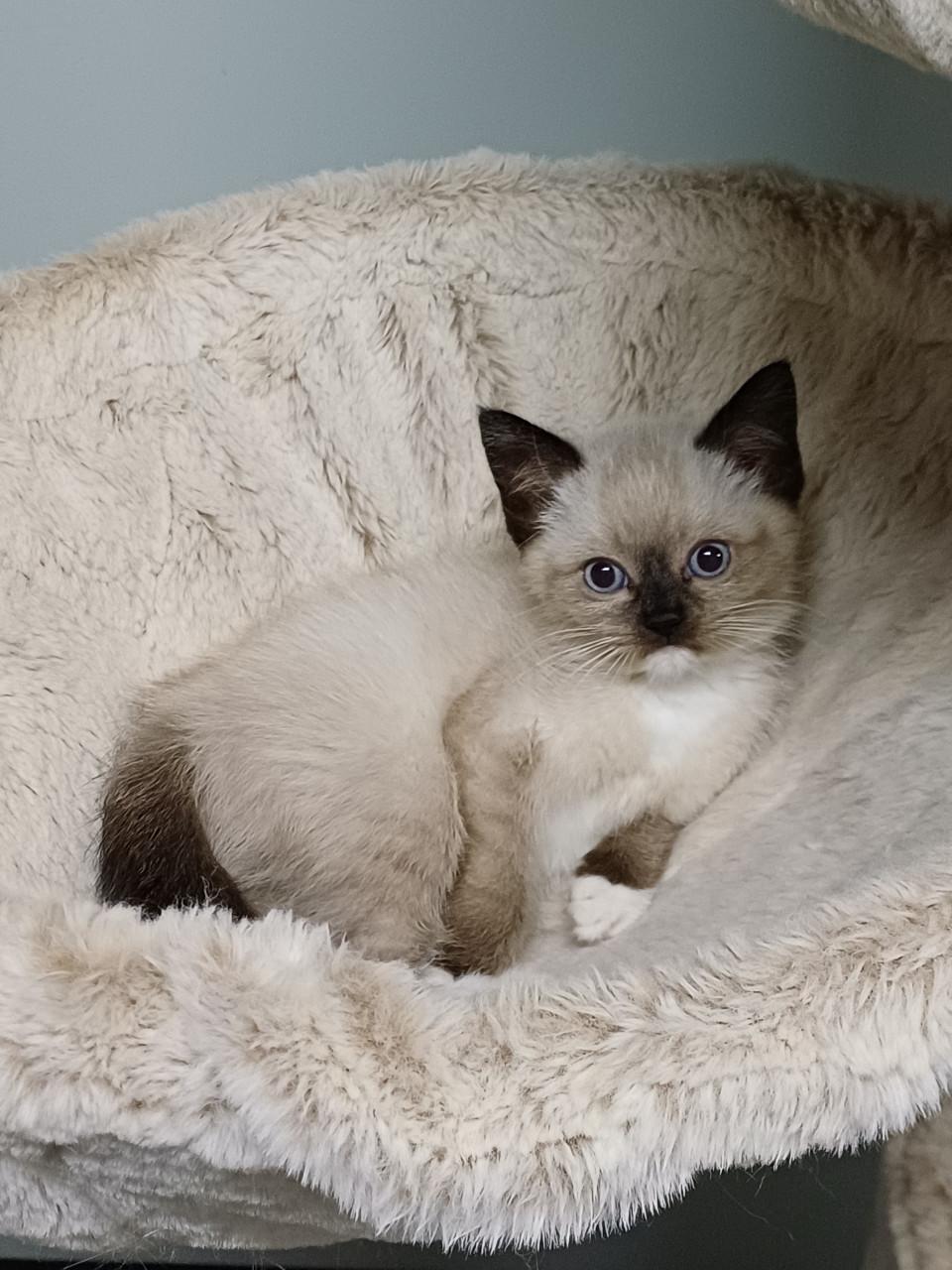 Prachtige Britse Korthaar x Ragdoll kittens beschikbaar.