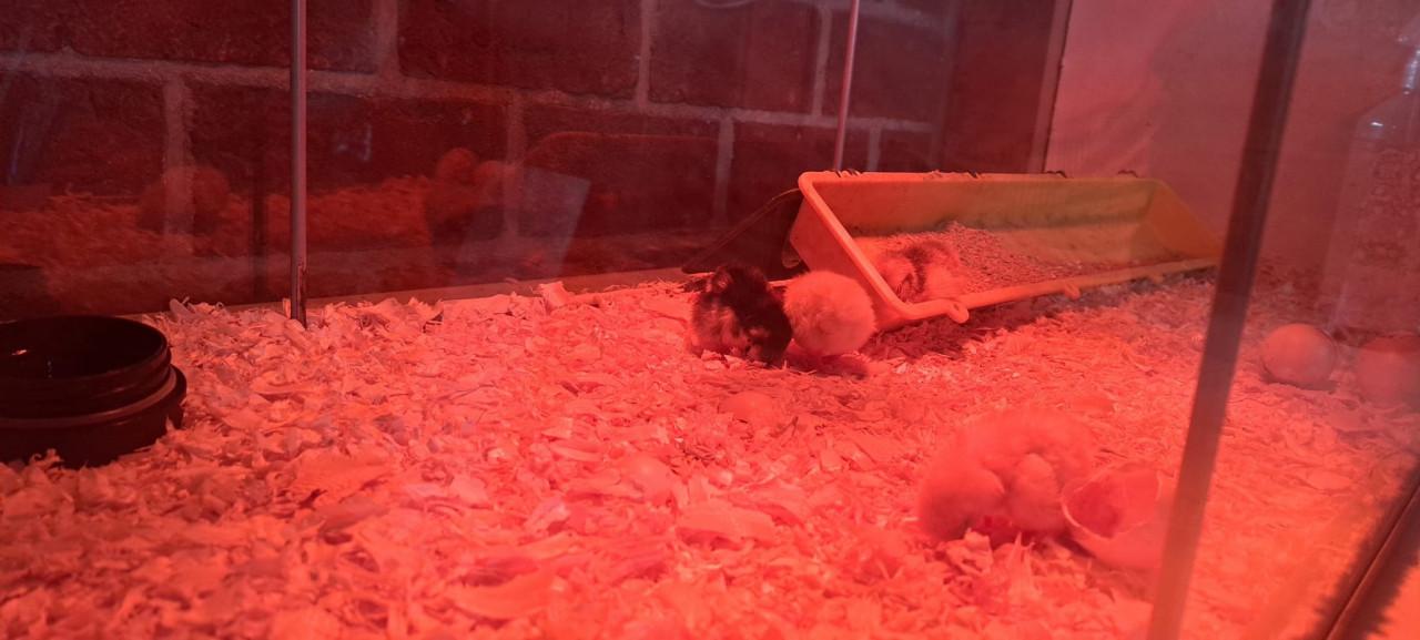 Kuikens / Kippen naar keuze