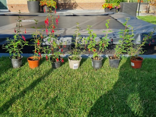 Fuchsias, de laatste 7