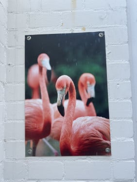 (Tuin) poster flamingo’s 120x180 cm