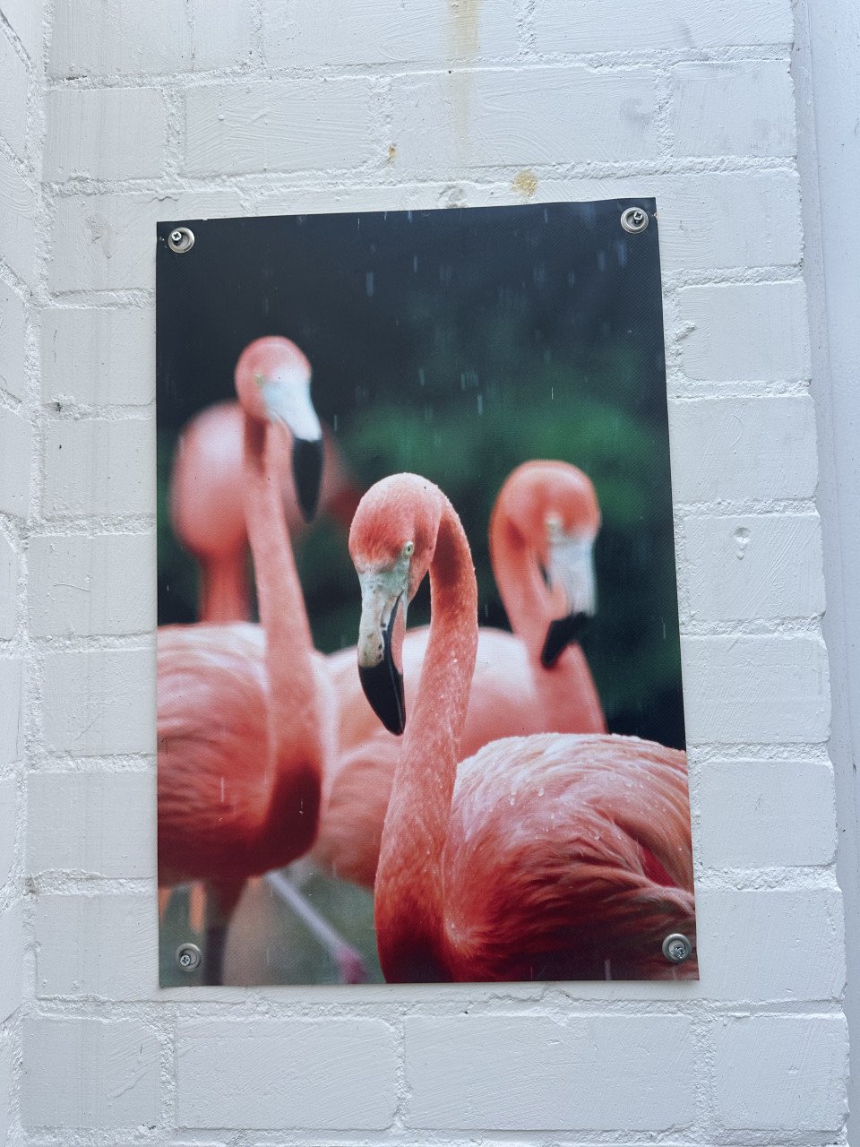 (Tuin) poster flamingo’s 120x180 cm
