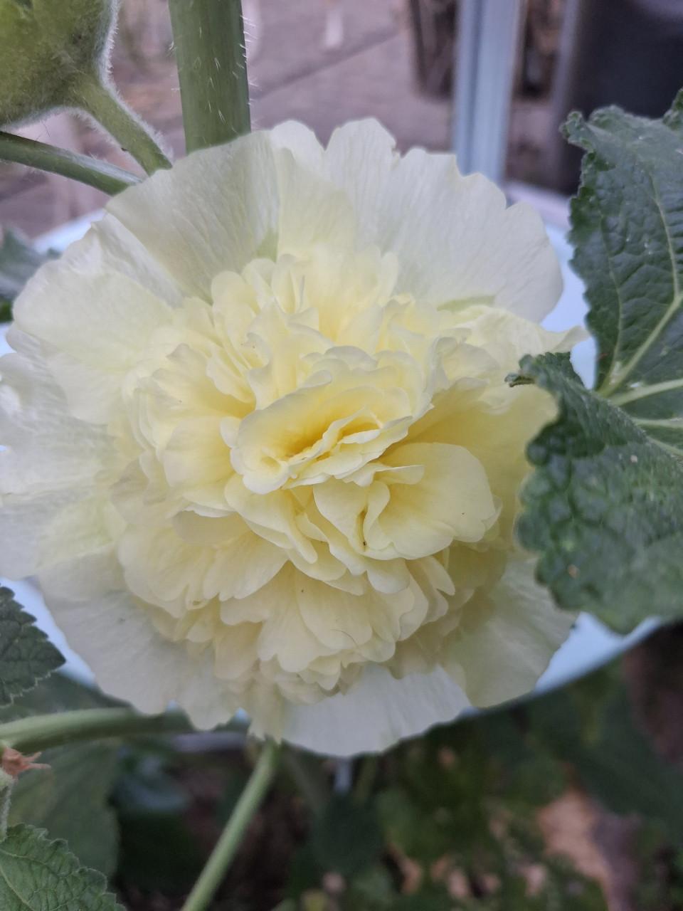 Biologische Bloemen Zaden