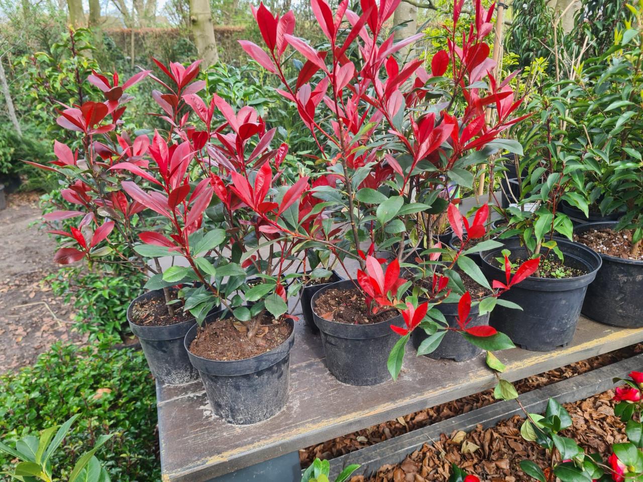 Photinia Carré Rouge glansmispel potgekweekt