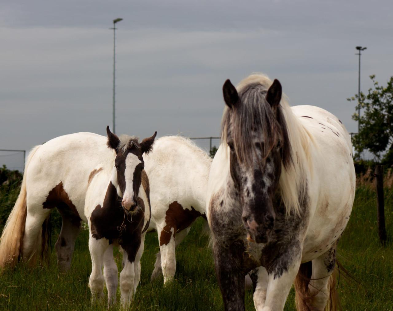 Groot merrie veulen