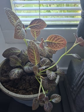 Plantjes in pot