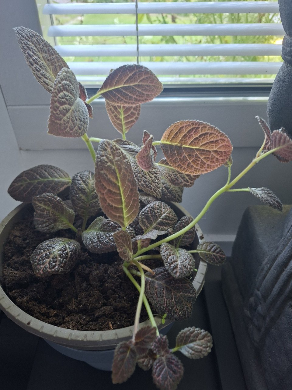 Plantjes in pot