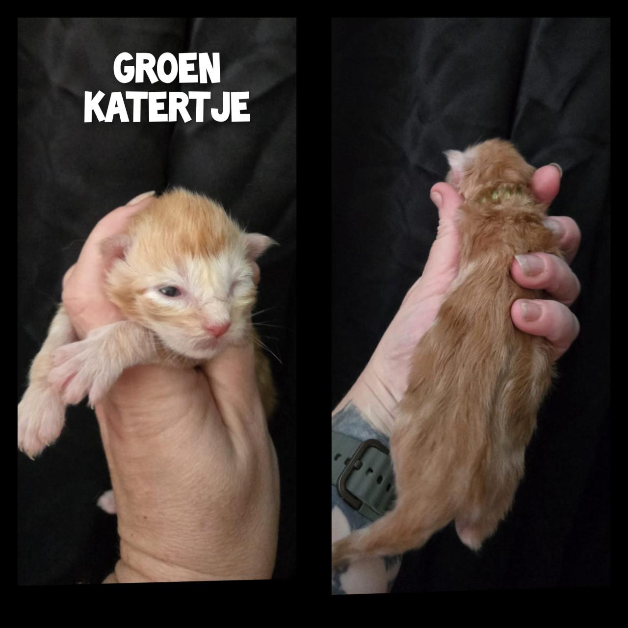 Maine coon kittens met stamboom