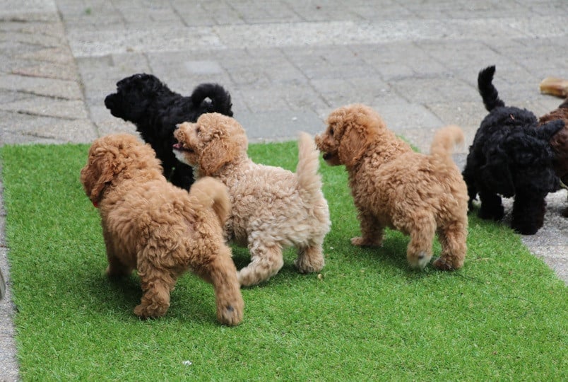 Dwerg doodle pups beschikbaar