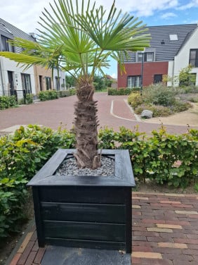 Palm in bloembak hoogte: 1.60 cm