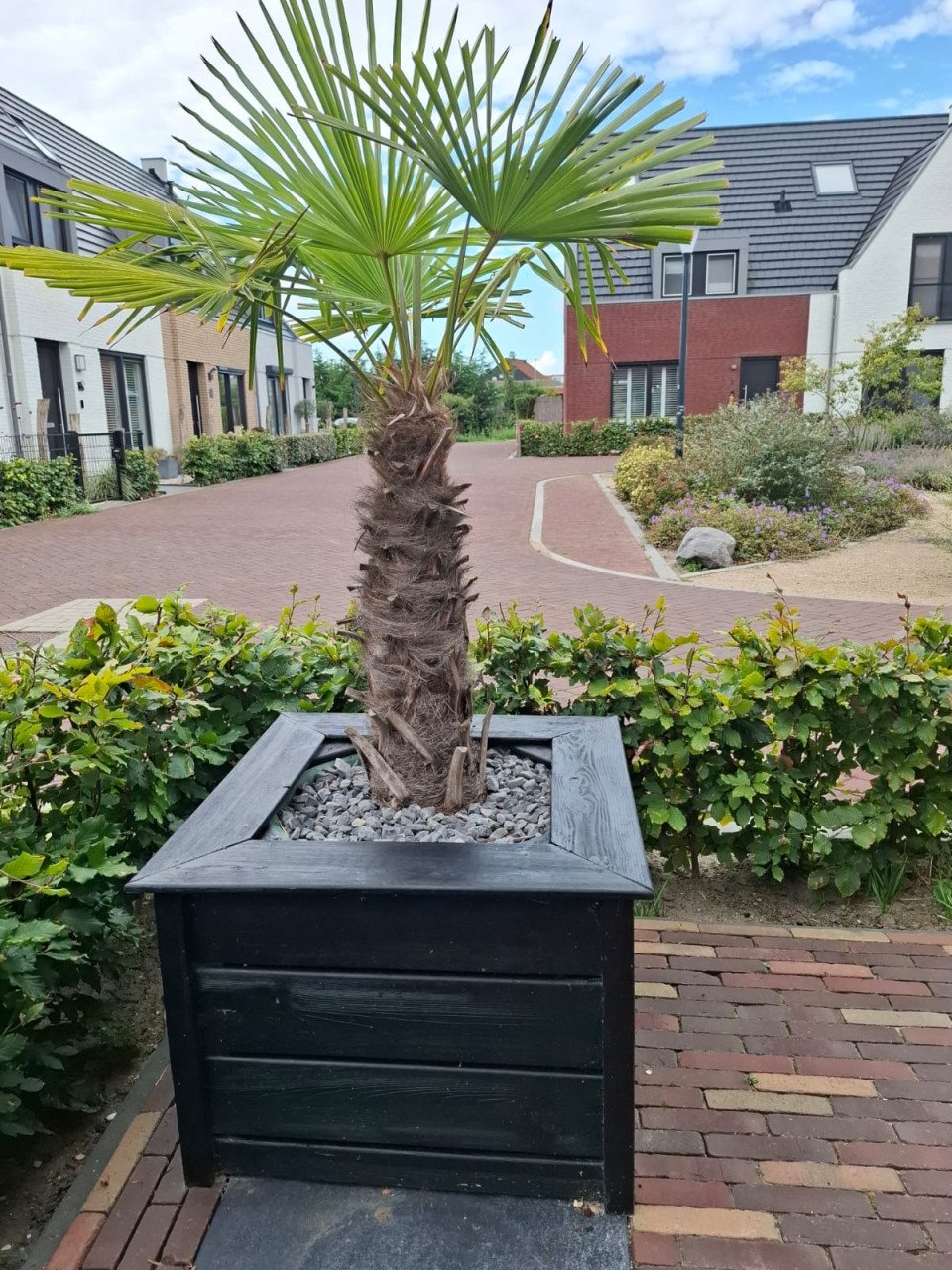 Palm in bloembak hoogte: 1.60 cm