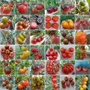 Tomatenplanten (biologisch)