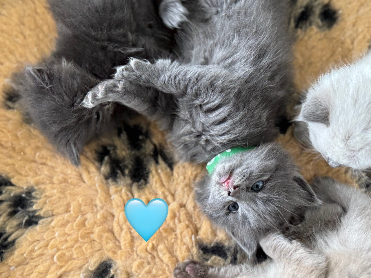 Ragdoll x Nebelung kittens