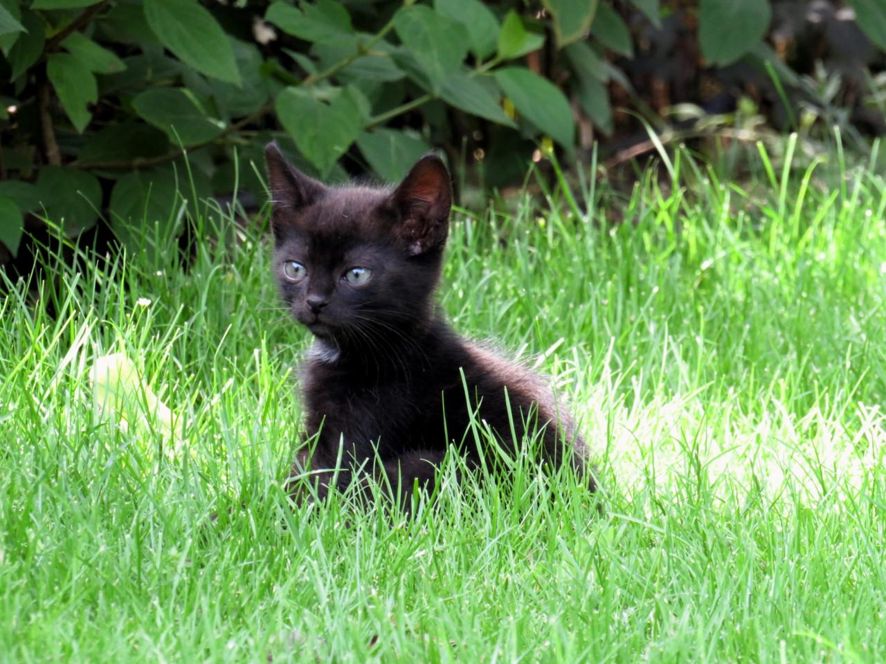 Kittens