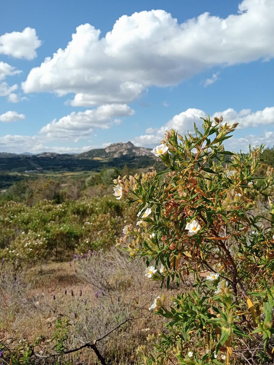 Tekenen en schilderen op Sardinië