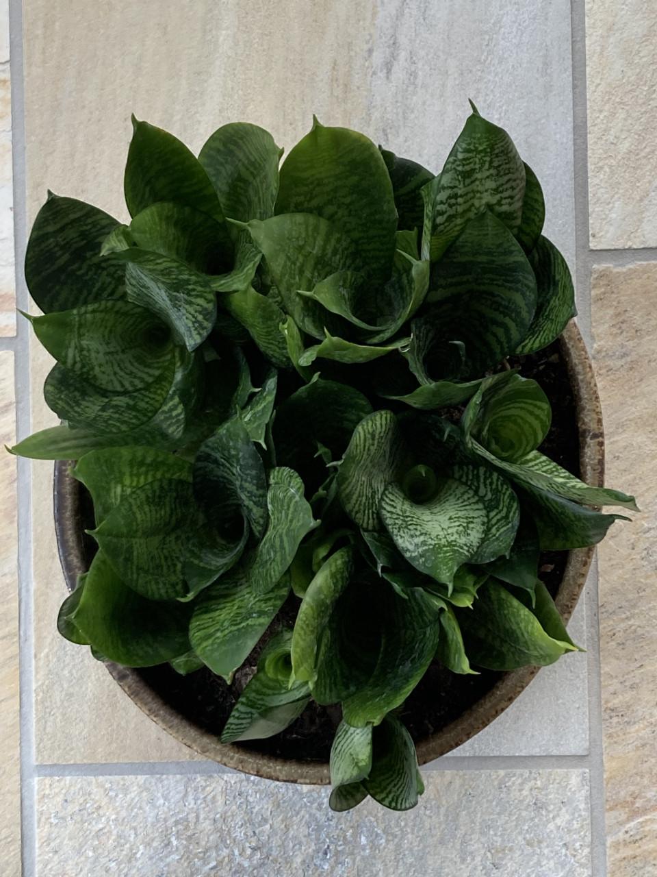 Grote pot met vetplanten