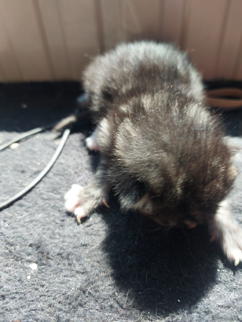 4 kittens 50 euro per kitten