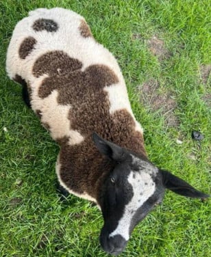 Ram ooi lam lammeren schaap schapen