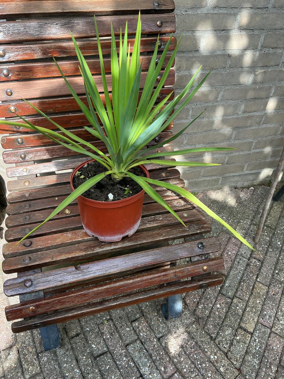 Mooie Yucca