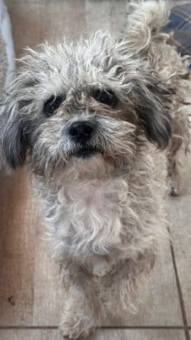Lief klein hondje uit Roemenië zoekt eigen mandje.