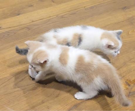 Superlieve Kittens - Britse korthaar / Pers