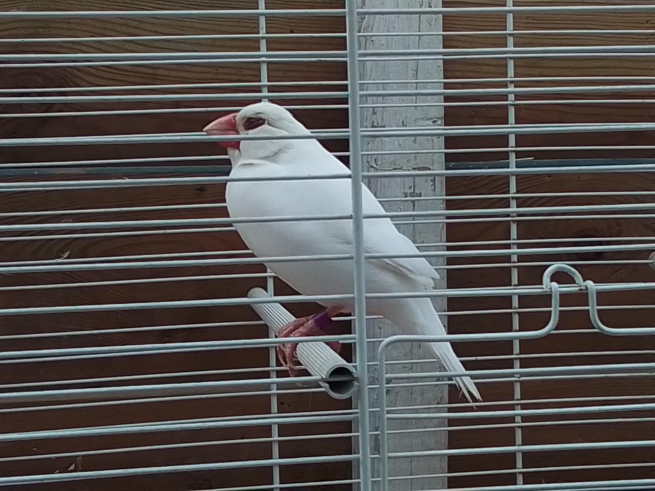 Rijstvogel man