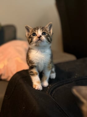 Lieve kittens